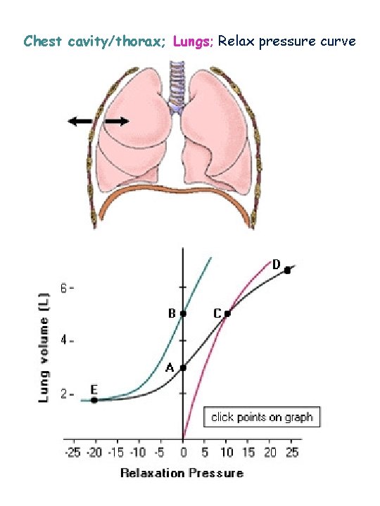 Chest cavity/thorax; Lungs; Relax pressure curve • p 