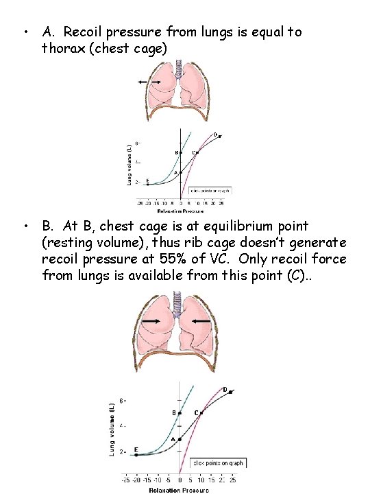  • A. Recoil pressure from lungs is equal to thorax (chest cage) •