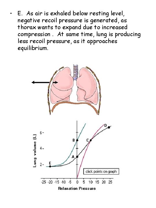  • E. As air is exhaled below resting level, negative recoil pressure is