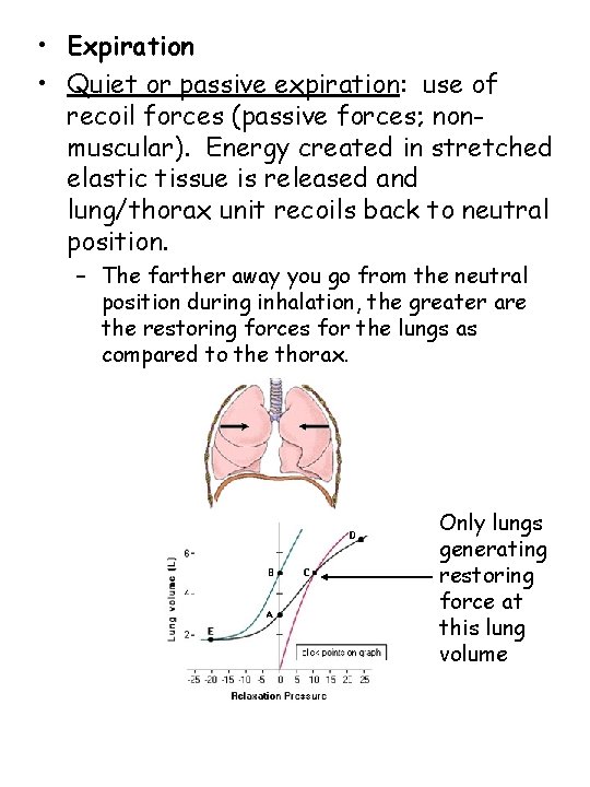 • Expiration • Quiet or passive expiration: use of recoil forces (passive forces;