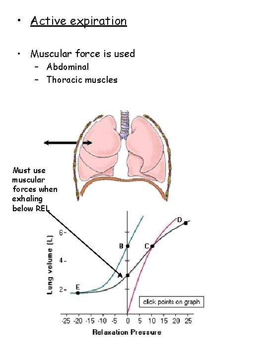  • Active expiration • Muscular force is used – Abdominal – Thoracic muscles