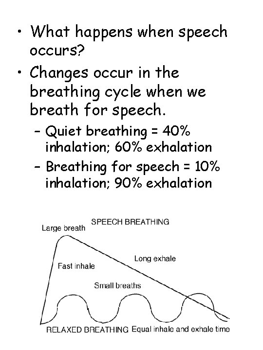  • What happens when speech occurs? • Changes occur in the breathing cycle