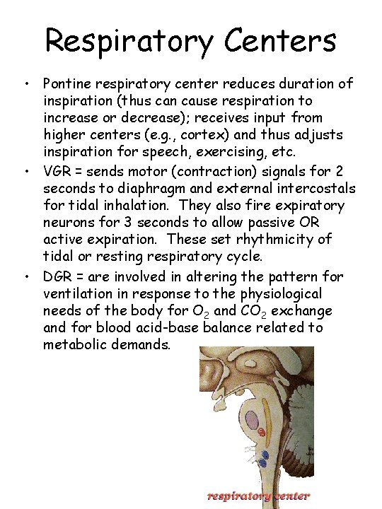 Respiratory Centers • Pontine respiratory center reduces duration of inspiration (thus can cause respiration