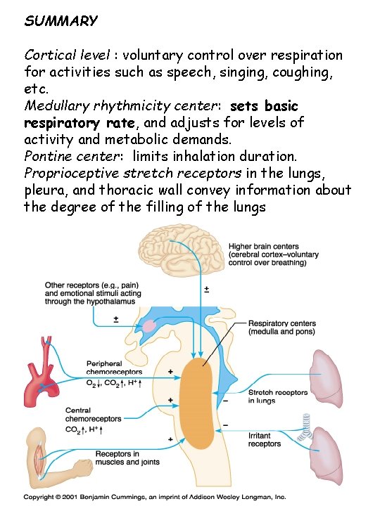 SUMMARY Cortical level : voluntary control over respiration for activities such as speech, singing,