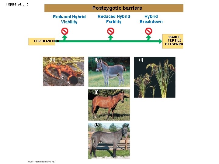 Figure 24. 3_c Postzygotic barriers Reduced Hybrid Viability Reduced Hybrid Fertility Hybrid Breakdown VIABLE,