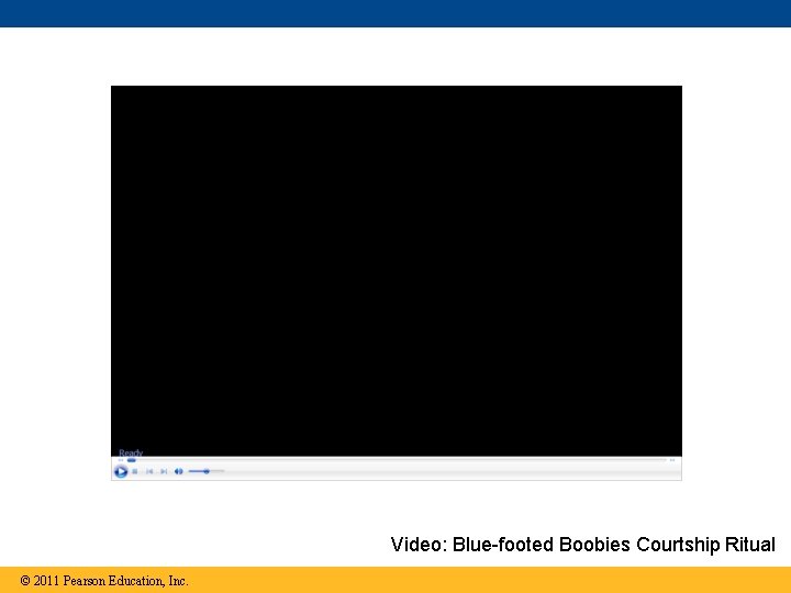 Video: Blue-footed Boobies Courtship Ritual © 2011 Pearson Education, Inc. 