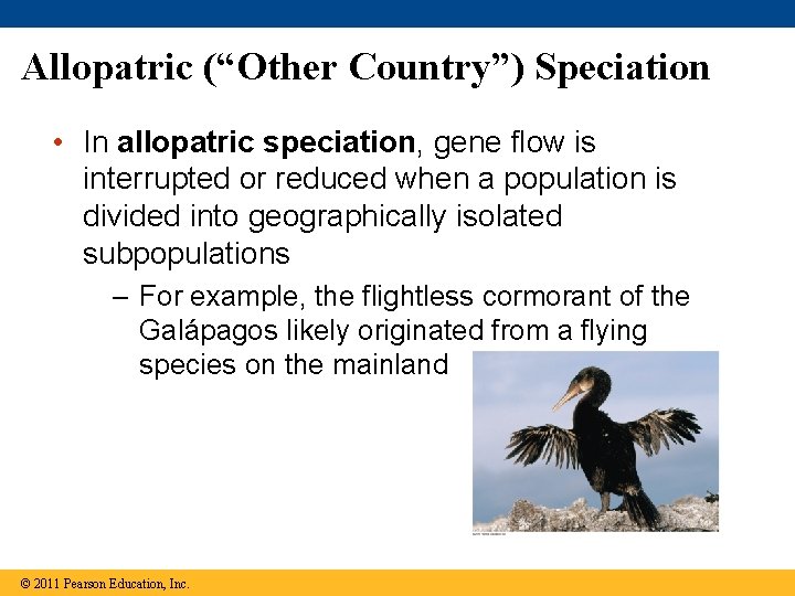 Allopatric (“Other Country”) Speciation • In allopatric speciation, gene flow is interrupted or reduced