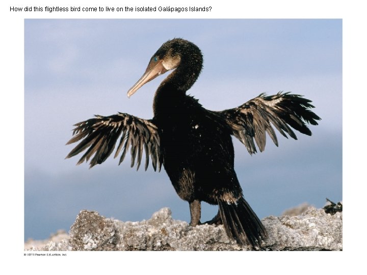 How did this flightless bird come to live on the isolated Galápagos Islands? 