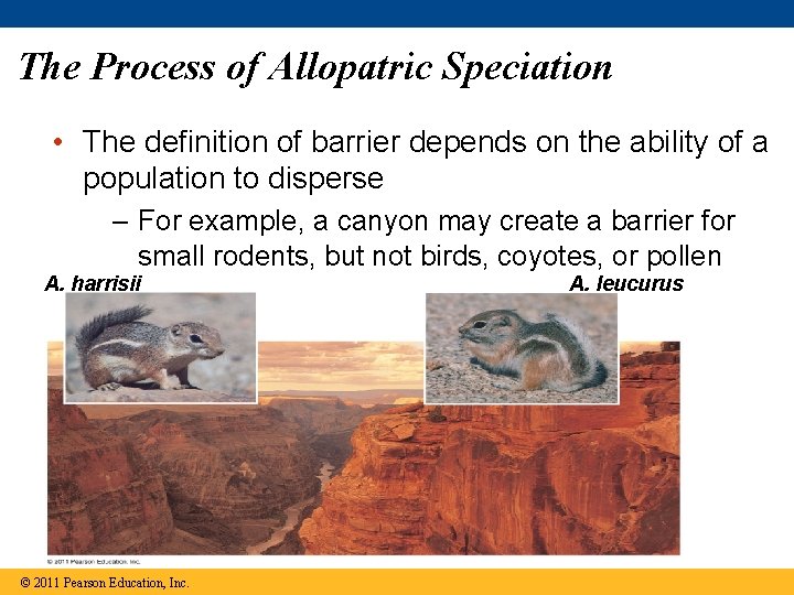 The Process of Allopatric Speciation • The definition of barrier depends on the ability