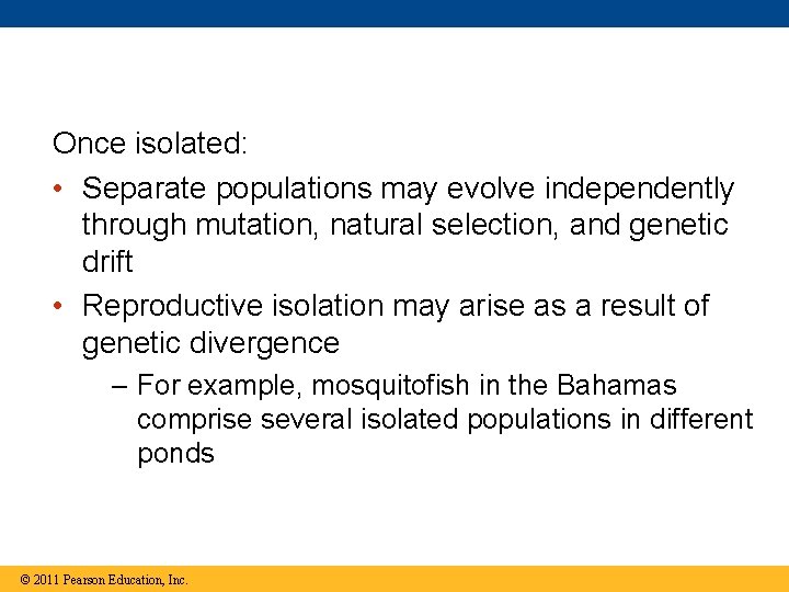 Once isolated: • Separate populations may evolve independently through mutation, natural selection, and genetic