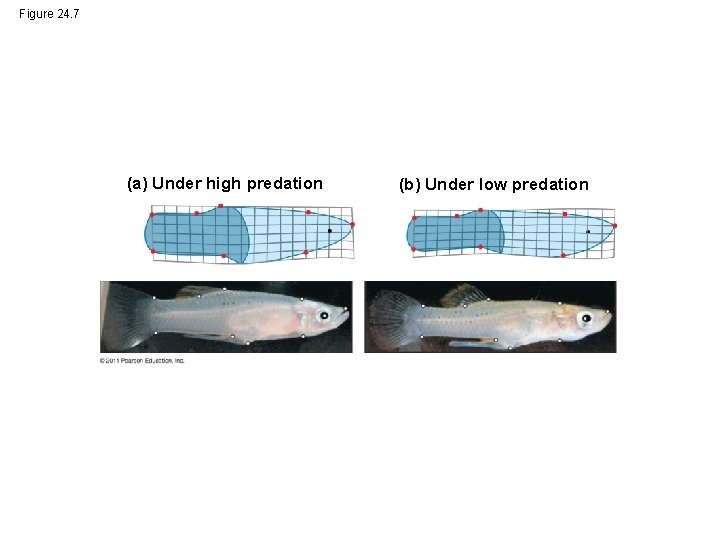 Figure 24. 7 (a) Under high predation (b) Under low predation 