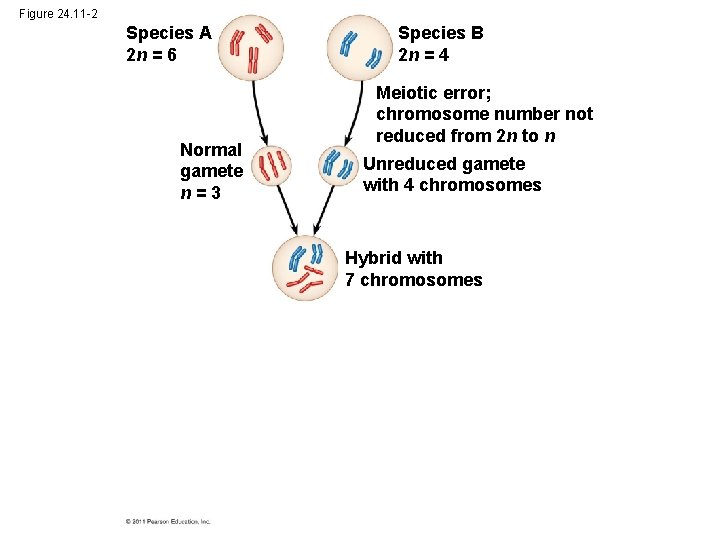 Figure 24. 11 -2 Species A 2 n = 6 Normal gamete n=3 Species