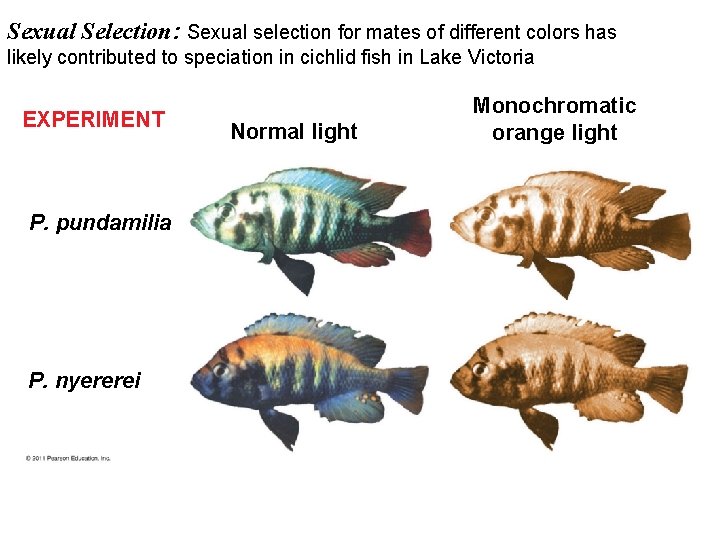 Sexual Selection: Sexual selection for mates of different colors has likely contributed to speciation