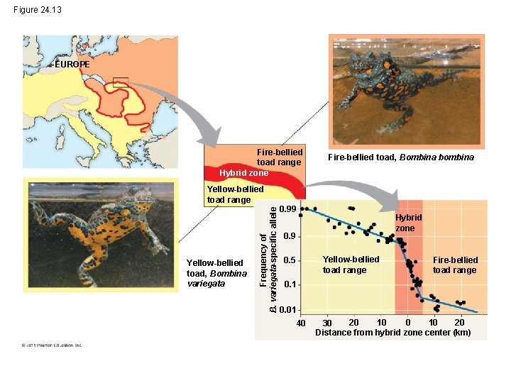 Figure 24. 13 EUROPE Fire-bellied toad range Hybrid zone Yellow-bellied toad, Bombina variegata Frequency