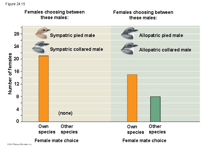 Figure 24. 15 Females choosing between these males: 28 Number of females 24 Females