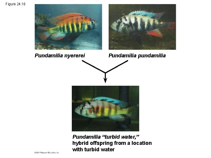 Figure 24. 16 Pundamilia nyererei Pundamilia pundamilia Pundamilia “turbid water, ” hybrid offspring from