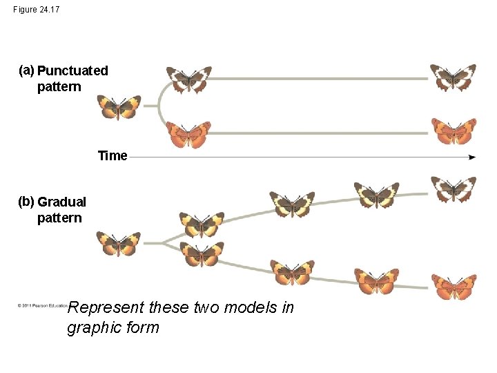 Figure 24. 17 (a) Punctuated pattern Time (b) Gradual pattern Represent these two models