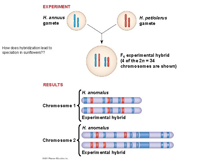 EXPERIMENT H. annuus gamete H. petiolarus gamete How does hybridization lead to speciation in