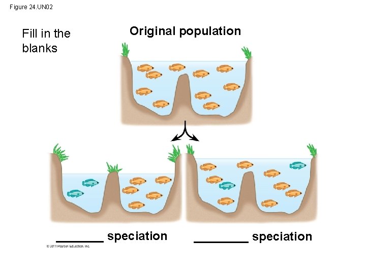 Figure 24. UN 02 Fill in the blanks Original population _______ speciation 