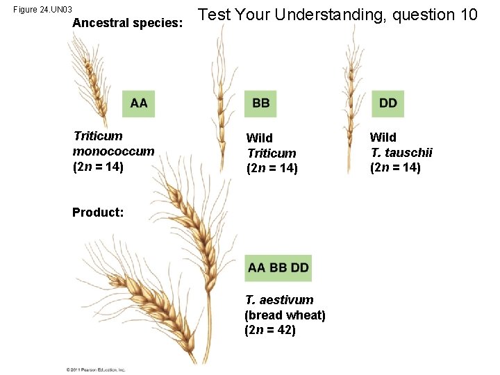 Figure 24. UN 03 Ancestral species: Triticum monococcum (2 n = 14) Test Your