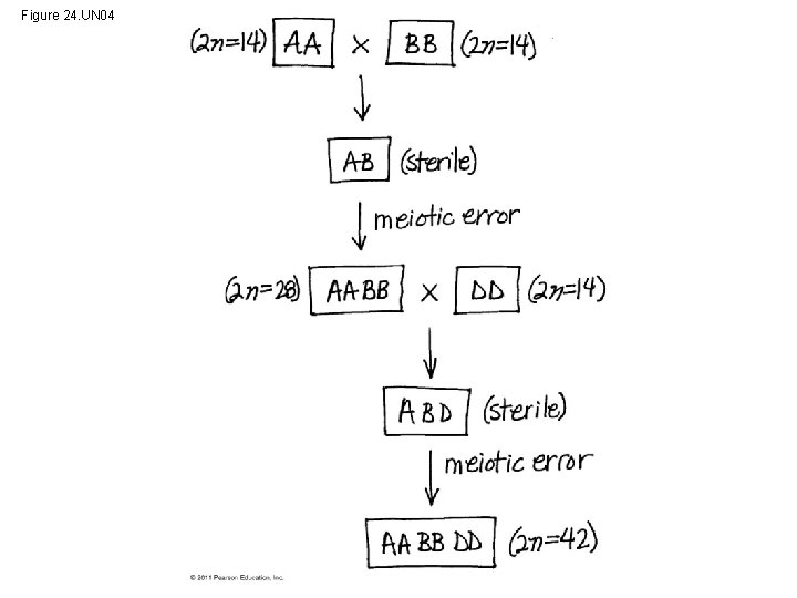 Figure 24. UN 04 