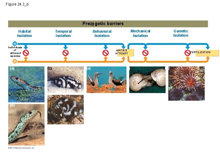 Figure 24. 3_b Prezygotic barriers Habitat Isolation Temporal Isolation Individuals of different species (a)