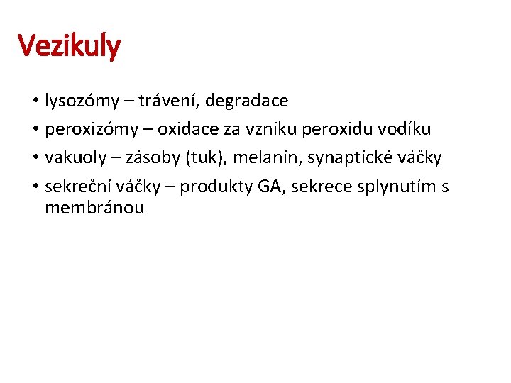 Vezikuly • lysozómy – trávení, degradace • peroxizómy – oxidace za vzniku peroxidu vodíku
