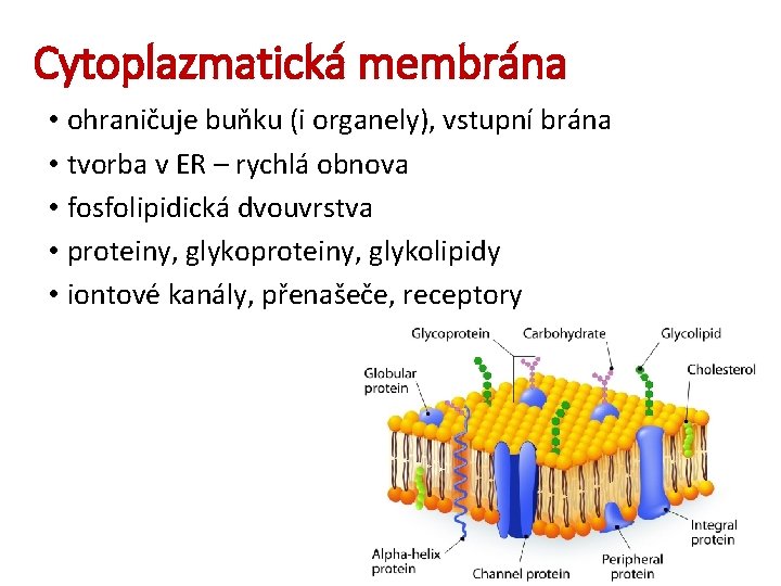 Cytoplazmatická membrána • ohraničuje buňku (i organely), vstupní brána • tvorba v ER –