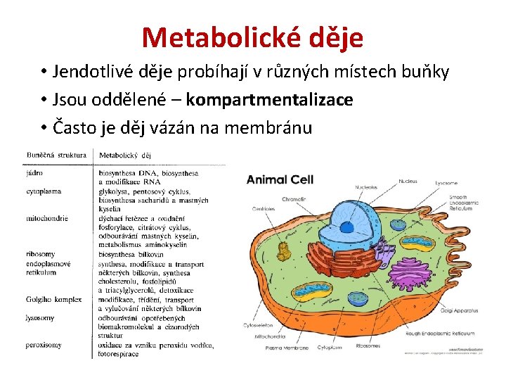 Metabolické děje • Jendotlivé děje probíhají v různých místech buňky • Jsou oddělené –