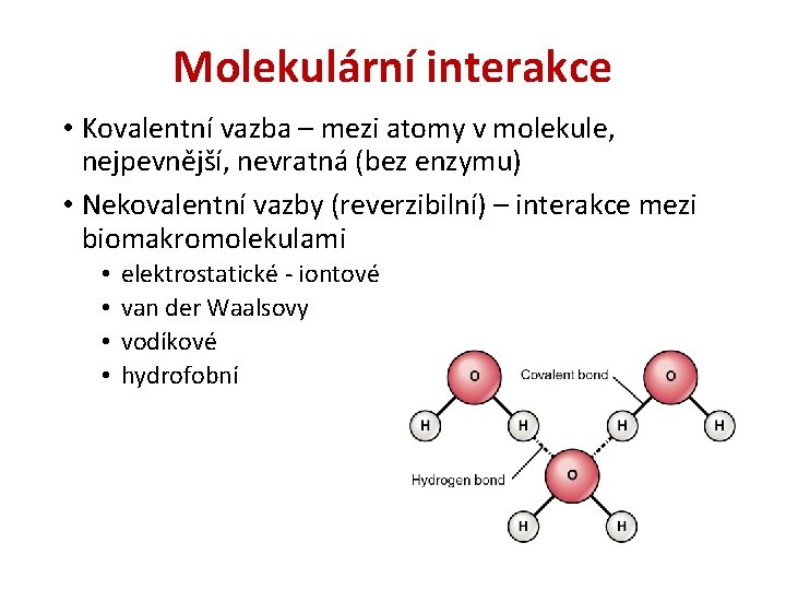 Molekulární interakce • Kovalentní vazba – mezi atomy v molekule, nejpevnější, nevratná (bez enzymu)