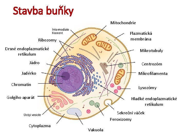 Stavba buňky Mitochondrie Plazmatická membrána Ribozomy Drsné endoplazmatické retikulum Mikrotubuly Jádro Centrozóm Jadérko Mikrofilamenta