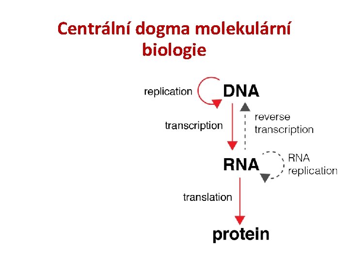 Centrální dogma molekulární biologie 