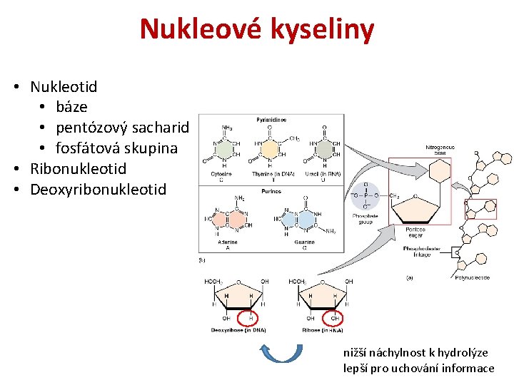 Nukleové kyseliny • Nukleotid • báze • pentózový sacharid • fosfátová skupina • Ribonukleotid