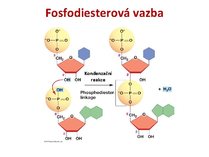 Fosfodiesterová vazba Kondenzační reakce 