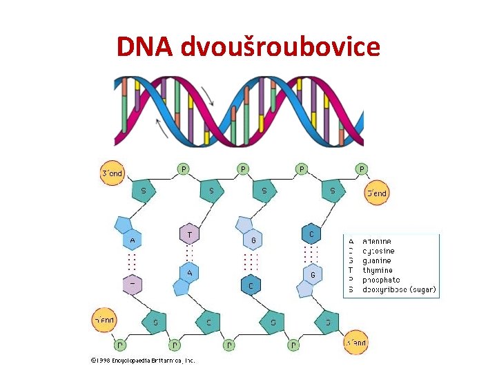 DNA dvoušroubovice 