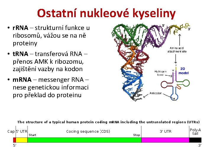 Ostatní nukleové kyseliny • r. RNA – strukturní funkce u ribosomů, vážou se na