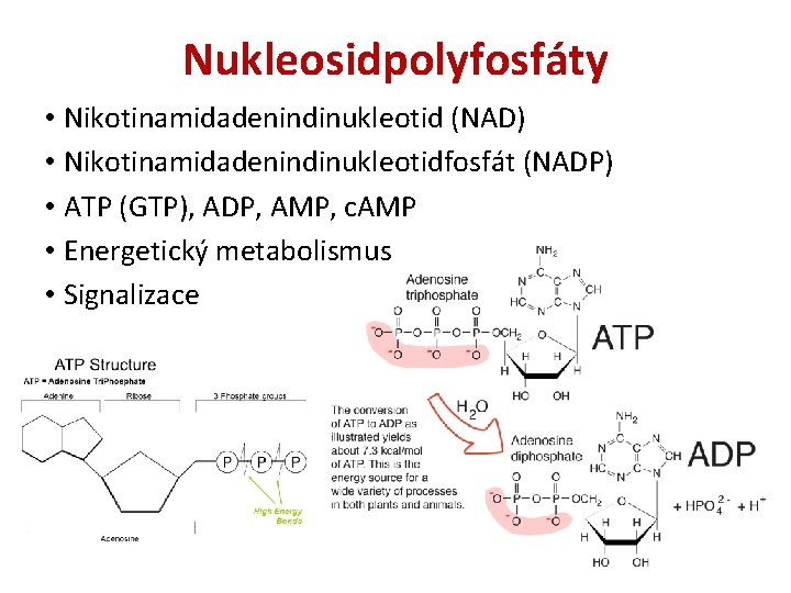 Nukleosidpolyfosfáty • Nikotinamidadenindinukleotid (NAD) • Nikotinamidadenindinukleotidfosfát (NADP) • ATP (GTP), ADP, AMP, c. AMP