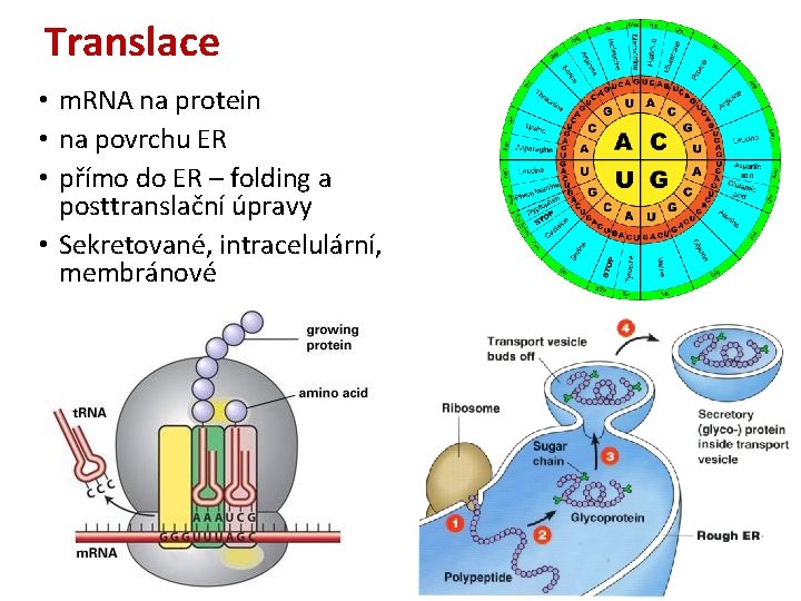 Translace • m. RNA na protein • na povrchu ER • přímo do ER