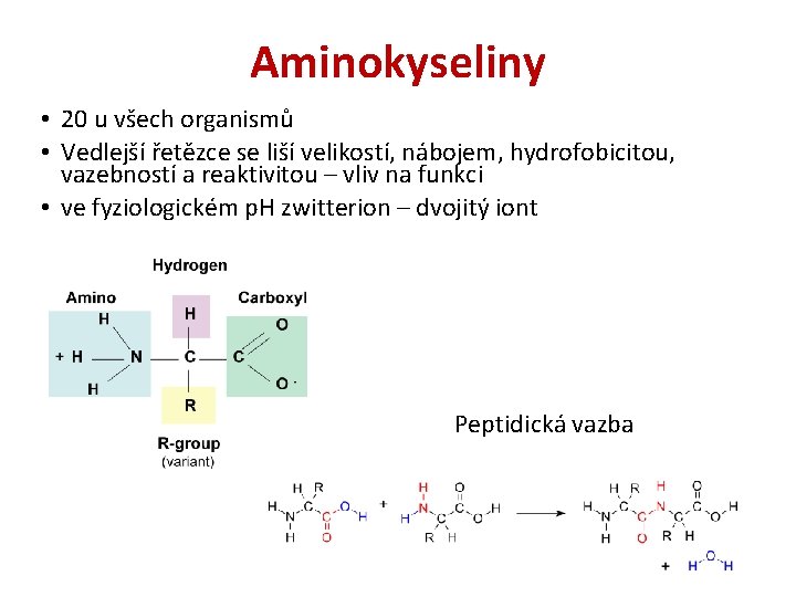 Aminokyseliny • 20 u všech organismů • Vedlejší řetězce se liší velikostí, nábojem, hydrofobicitou,
