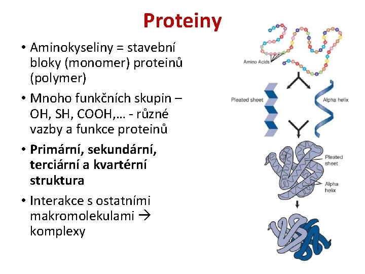 Proteiny • Aminokyseliny = stavební bloky (monomer) proteinů (polymer) • Mnoho funkčních skupin –