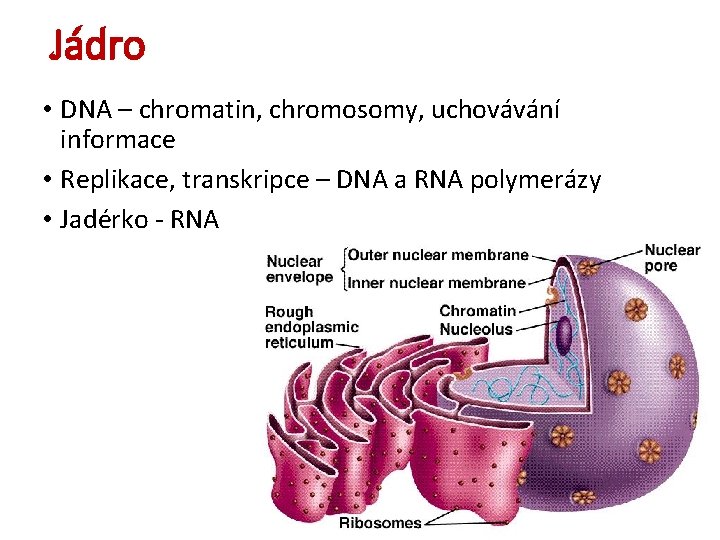 Jádro • DNA – chromatin, chromosomy, uchovávání informace • Replikace, transkripce – DNA a