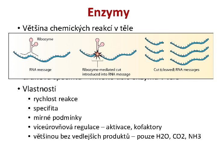 Enzymy • Většina chemických reakcí v těle • látková přeměna – metabolické dráhy •