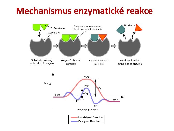 Mechanismus enzymatické reakce 