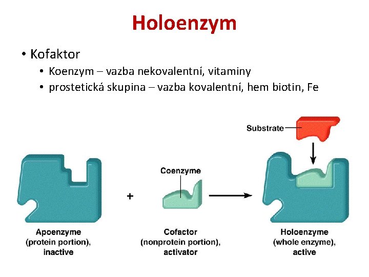 Holoenzym • Kofaktor • Koenzym – vazba nekovalentní, vitaminy • prostetická skupina – vazba
