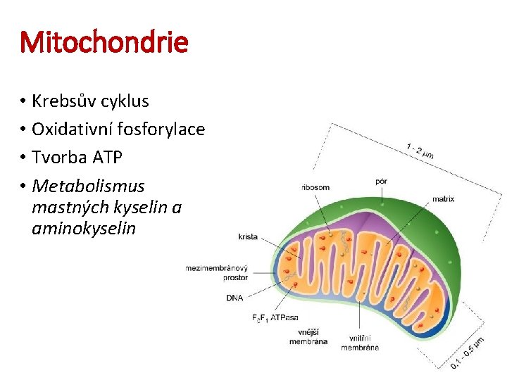 Mitochondrie • Krebsův cyklus • Oxidativní fosforylace • Tvorba ATP • Metabolismus mastných kyselin