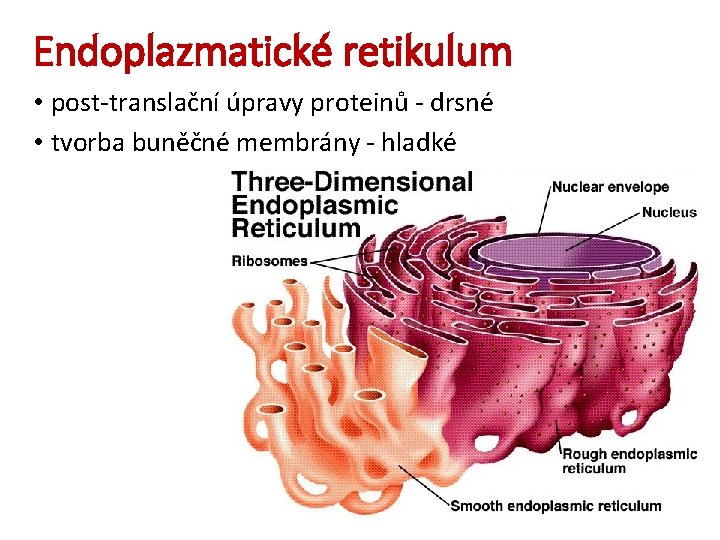 Endoplazmatické retikulum • post-translační úpravy proteinů - drsné • tvorba buněčné membrány - hladké