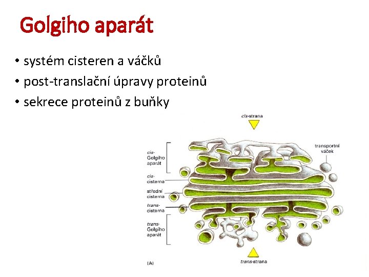 Golgiho aparát • systém cisteren a váčků • post-translační úpravy proteinů • sekrece proteinů