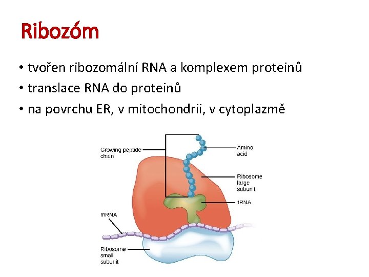 Ribozóm • tvořen ribozomální RNA a komplexem proteinů • translace RNA do proteinů •