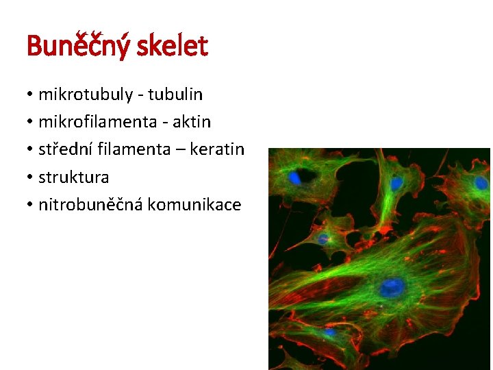 Buněčný skelet • mikrotubuly - tubulin • mikrofilamenta - aktin • střední filamenta –