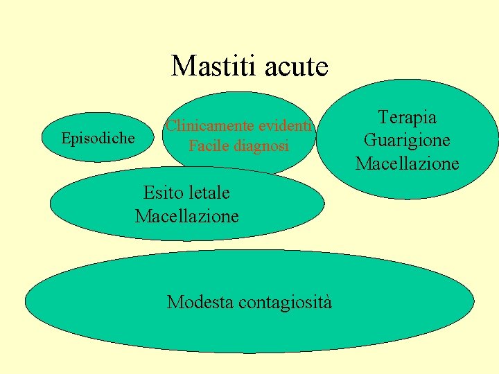 Mastiti acute Episodiche Clinicamente evidenti Facile diagnosi Esito letale Macellazione Modesta contagiosità Terapia Guarigione